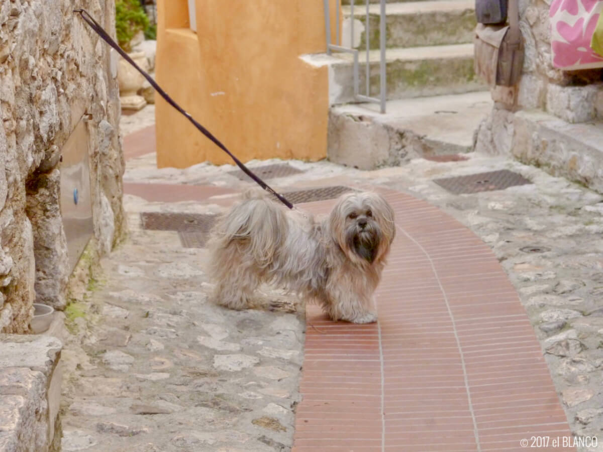 エズ村を散歩していた犬