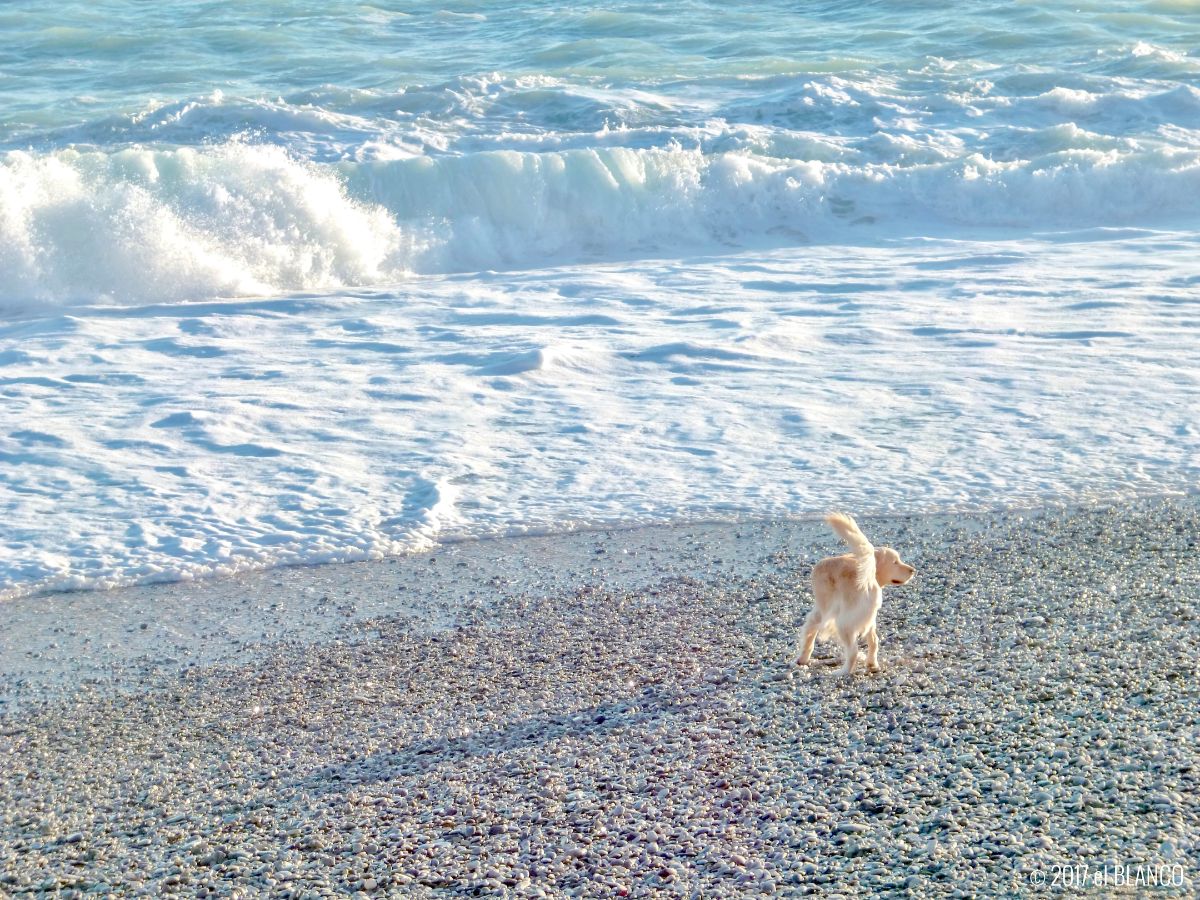 石浜で遊ぶ犬