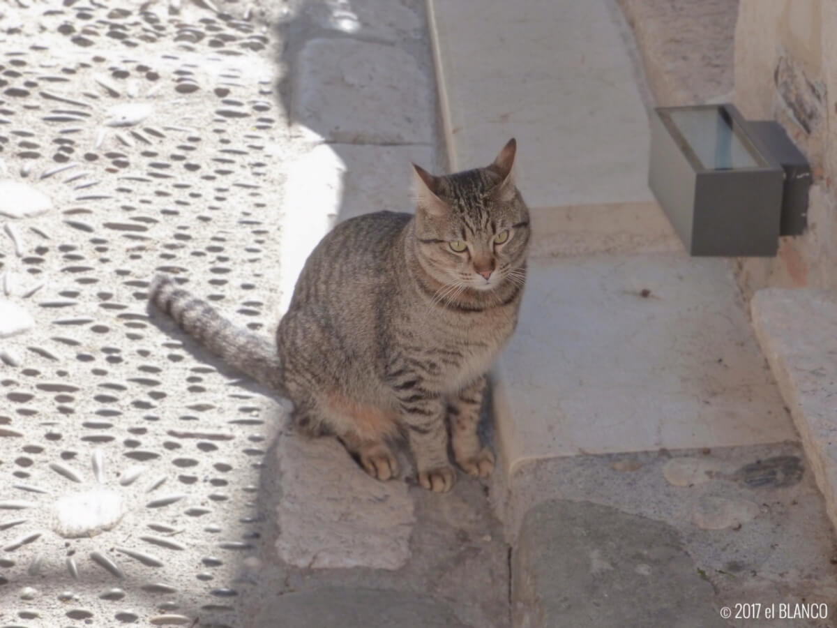 サンポール・ド・ヴァンスの猫