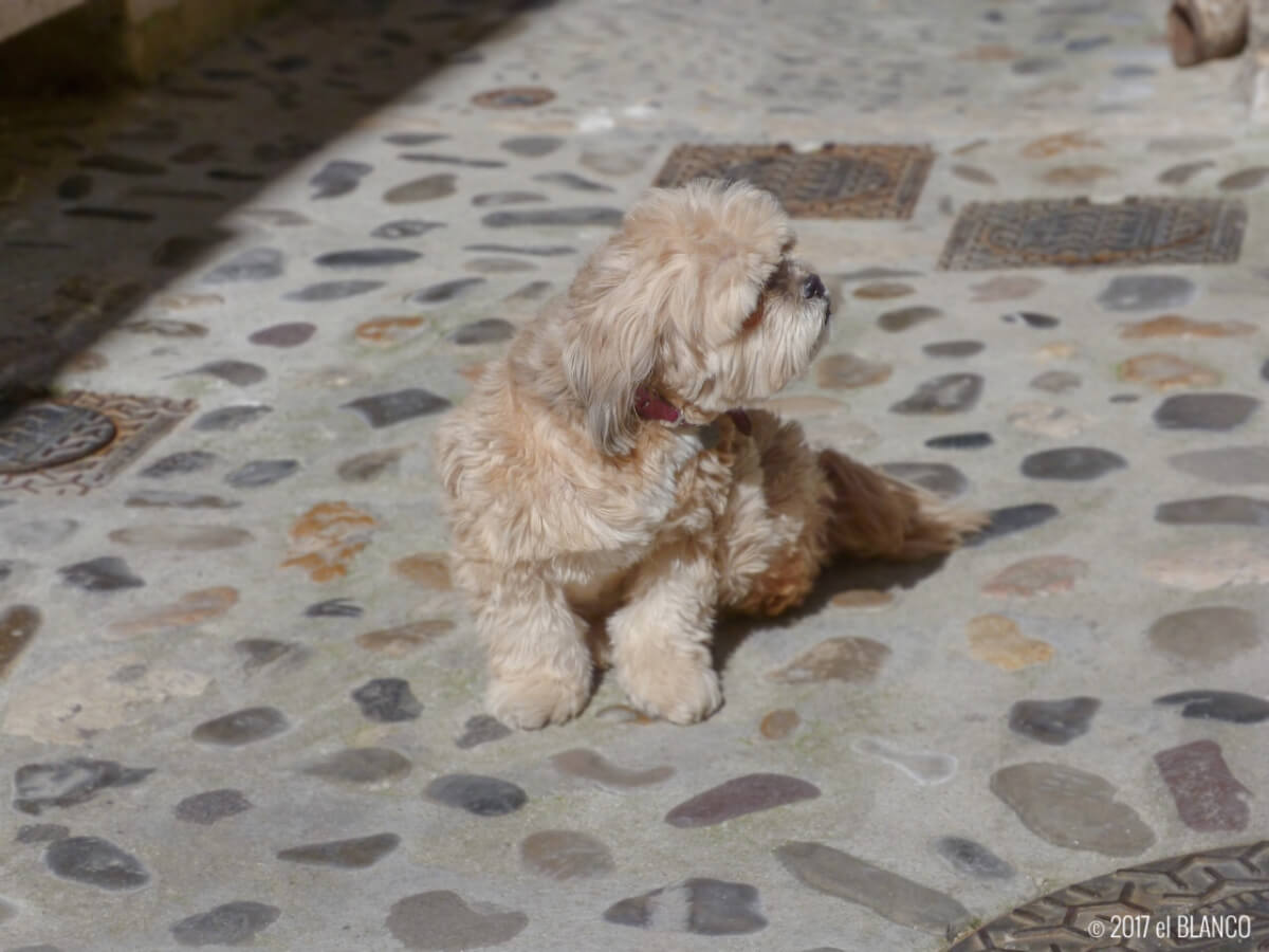 サンポール・ド・ヴァンスの犬
