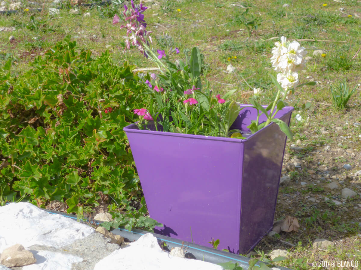 トゥーレット・シュル・ルーの紫色の植木鉢