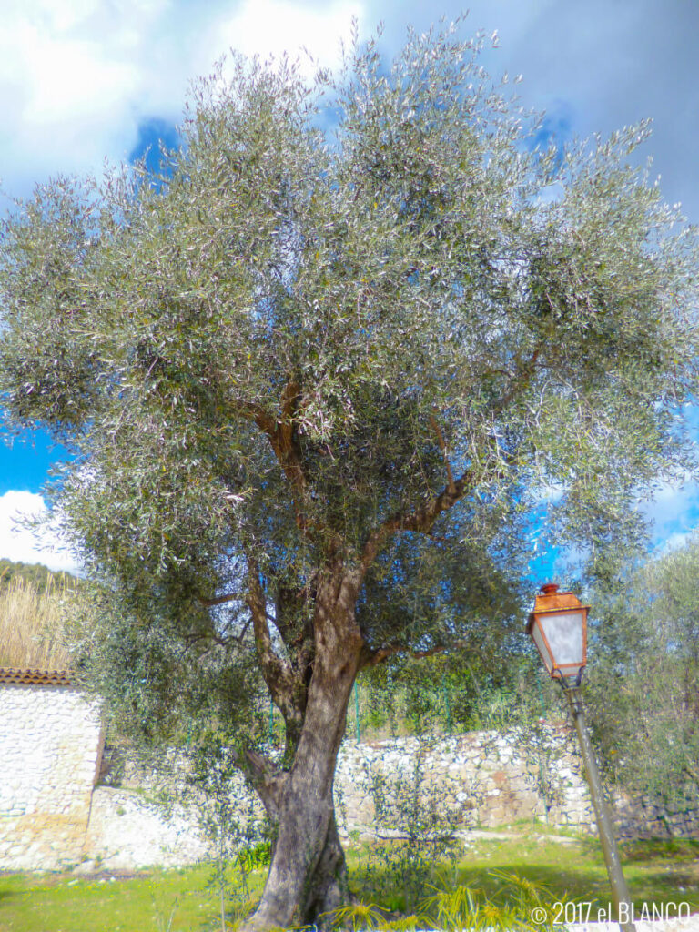 トゥーレット・シュル・ルーのオリーブの木