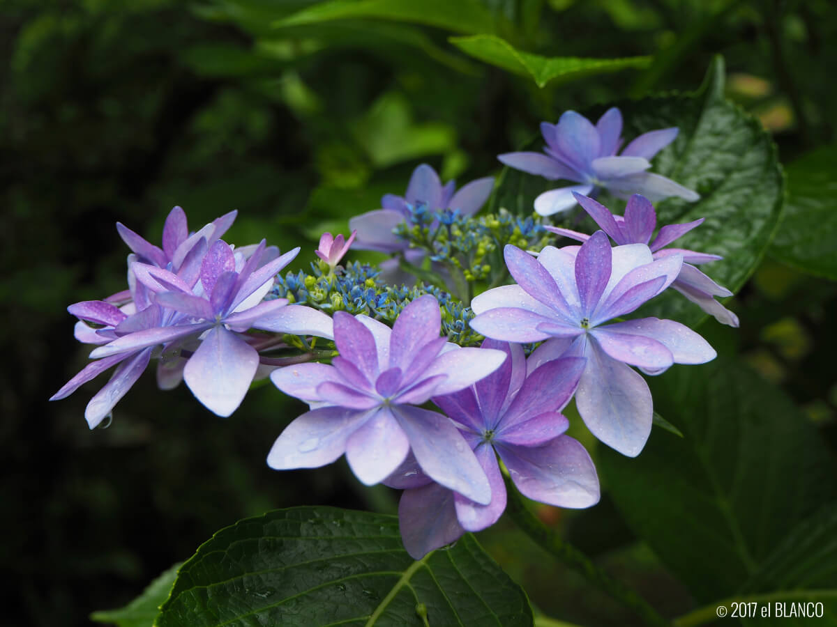 富士屋ホテルの庭園の紫陽花
