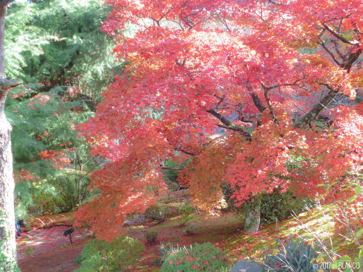 富士屋ホテルの庭園