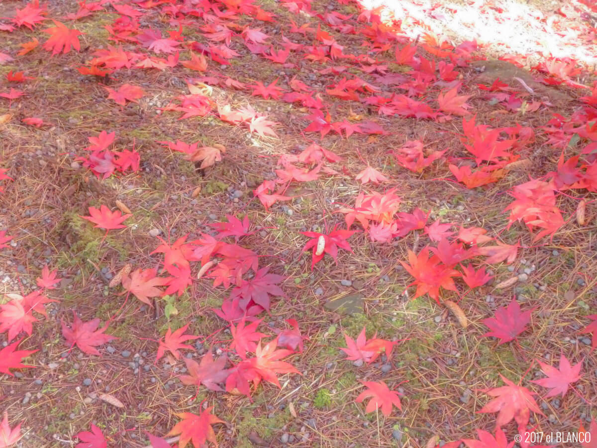 赤い紅葉の落ち葉