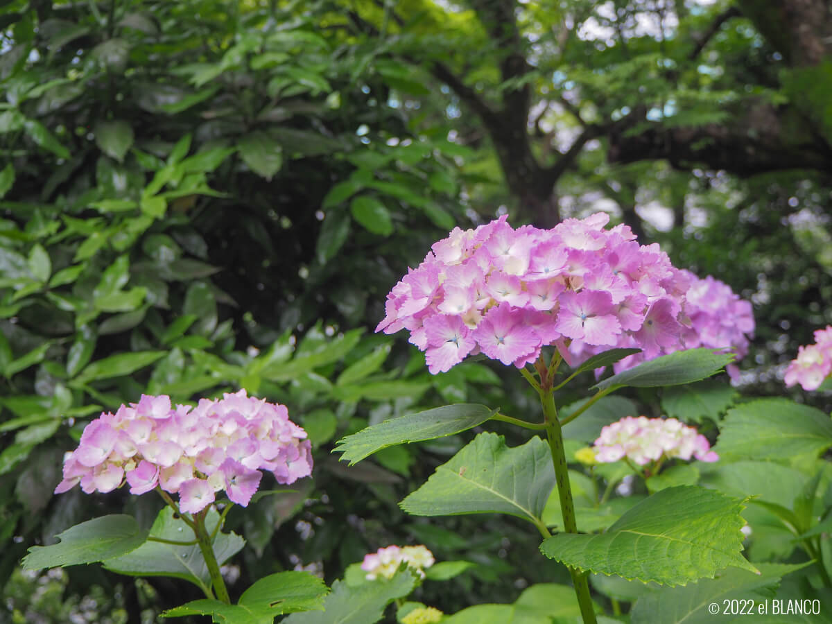 ピンク色の紫陽花