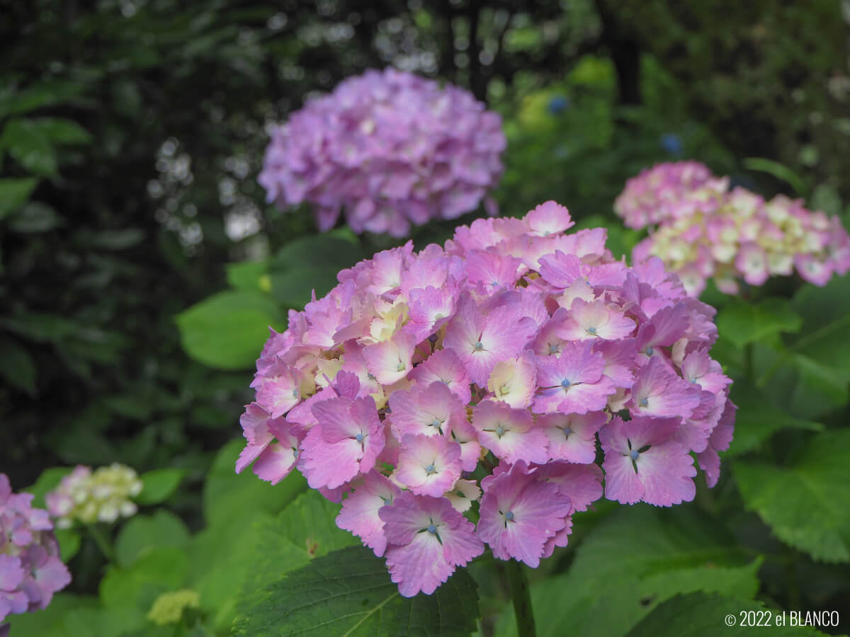 ピンク色の紫陽花