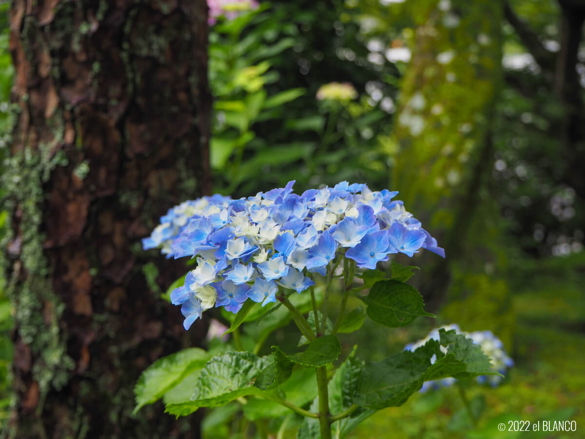 水色の紫陽花