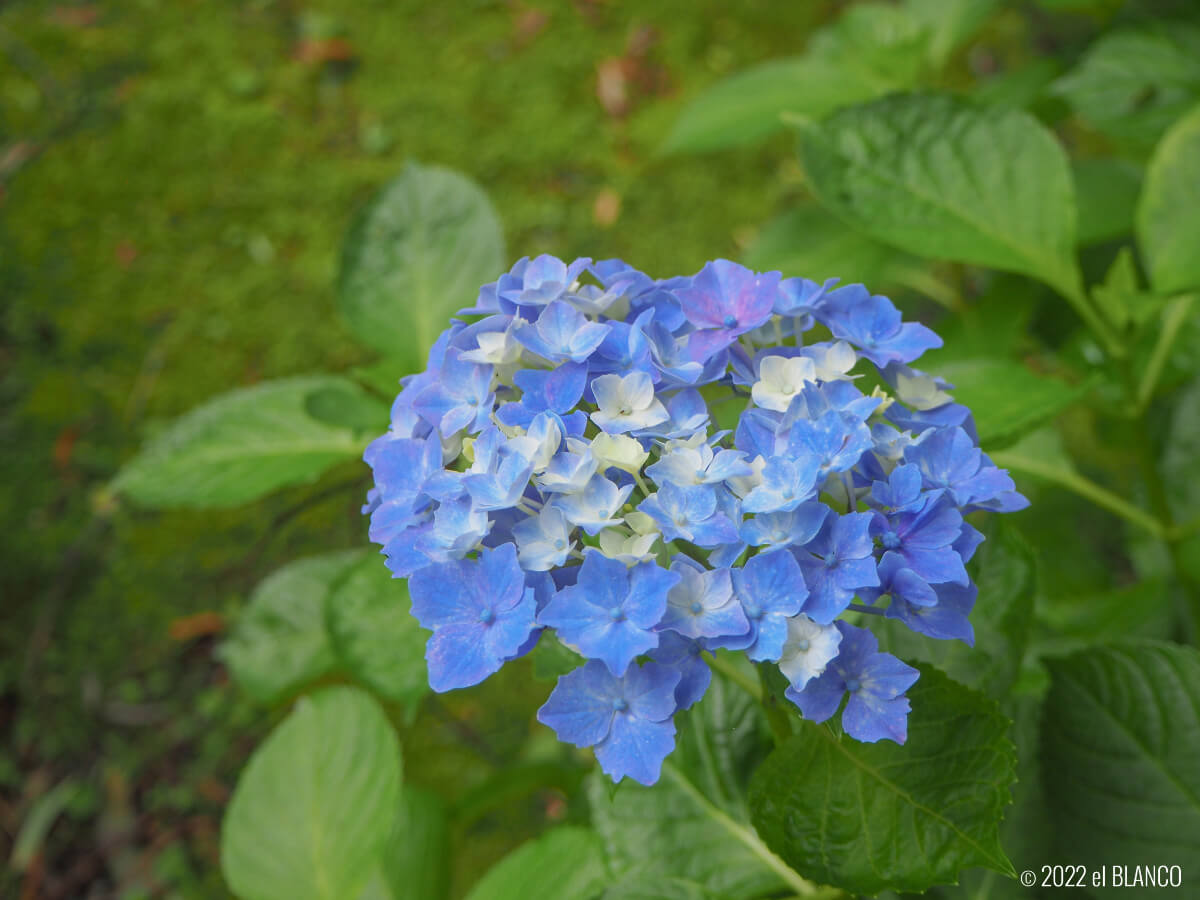 水色の紫陽花