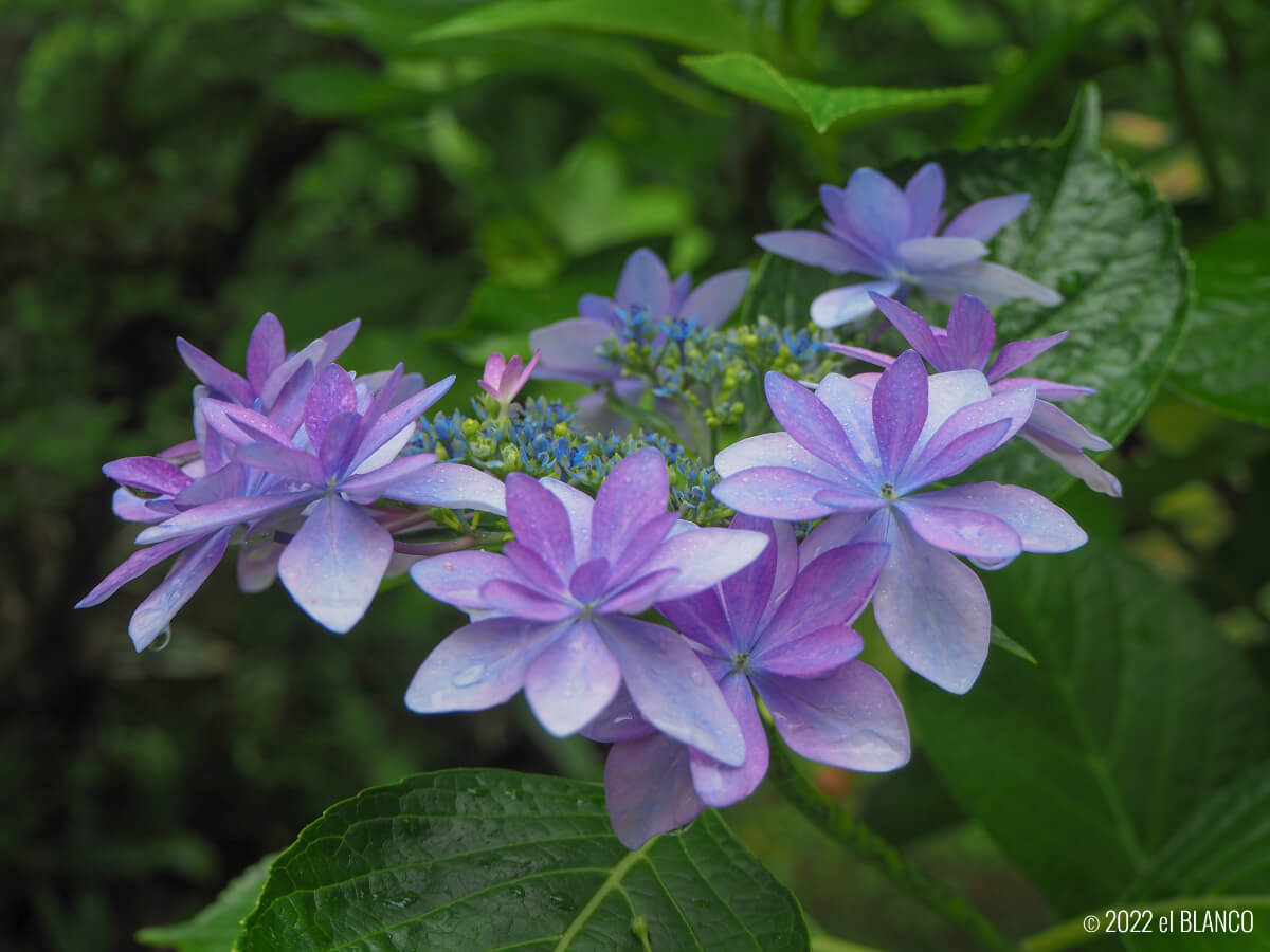 紫色の紫陽花