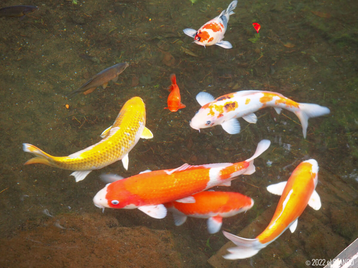 富士屋ホテル庭園の池の鯉