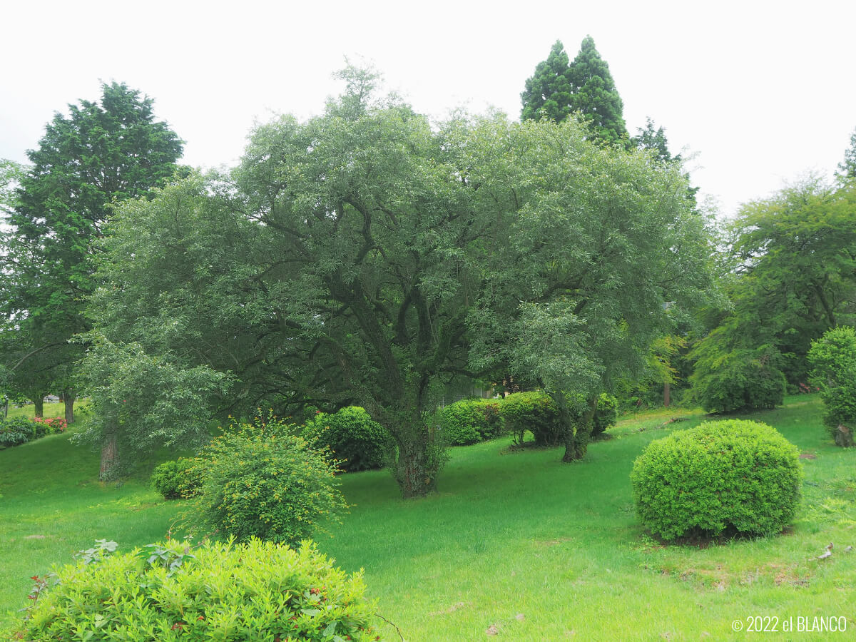 龍宮殿本館の庭園