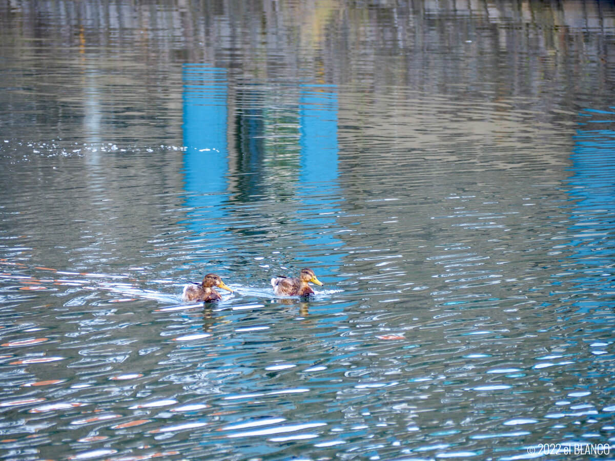 小樽運河の鴨