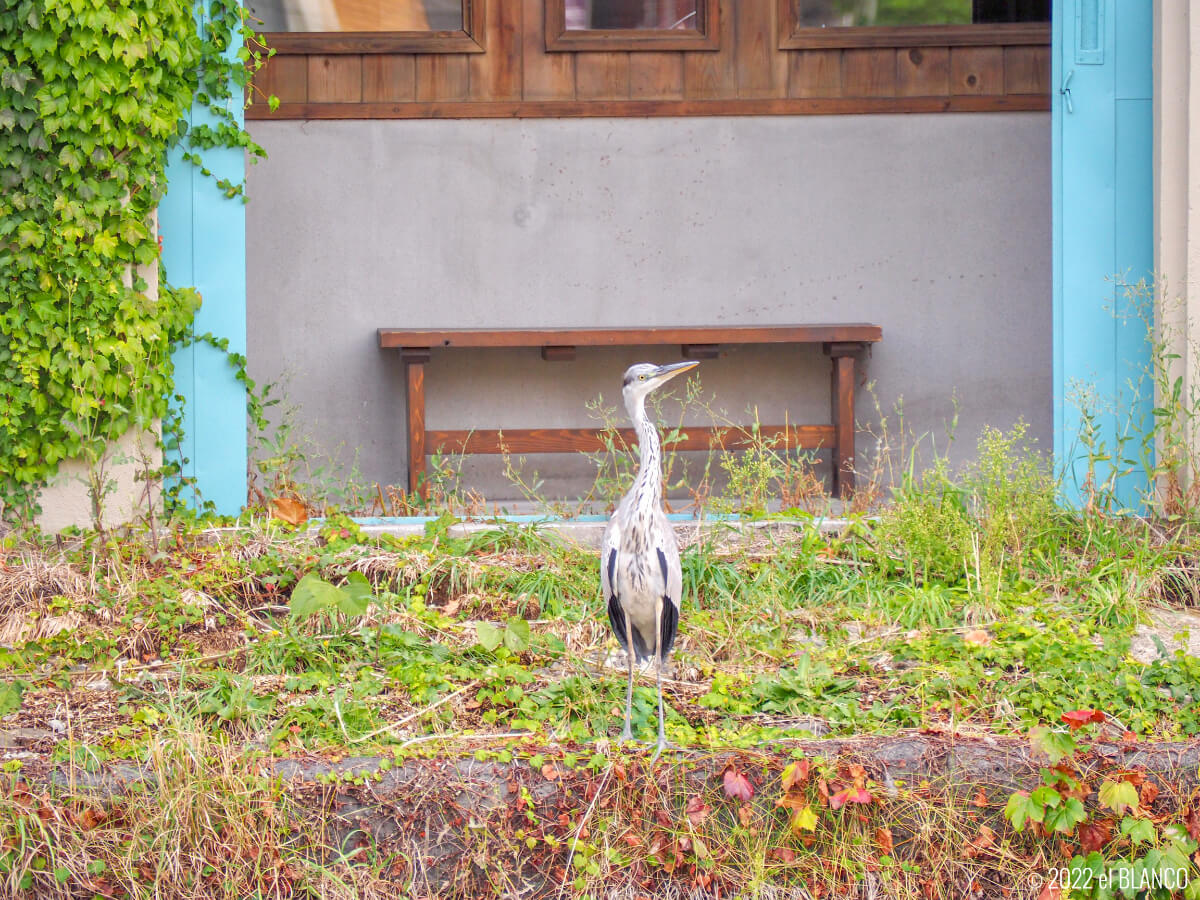 小樽運河の鳥