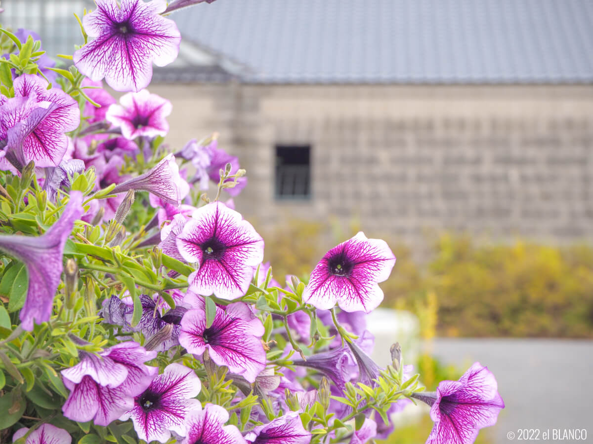 運河公園の花