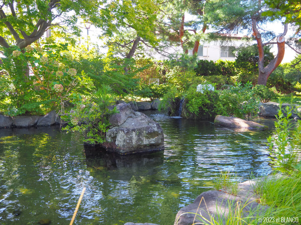 函館の若松緑地の池