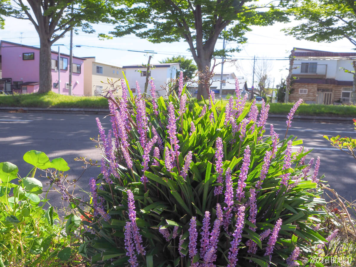 紫色の花